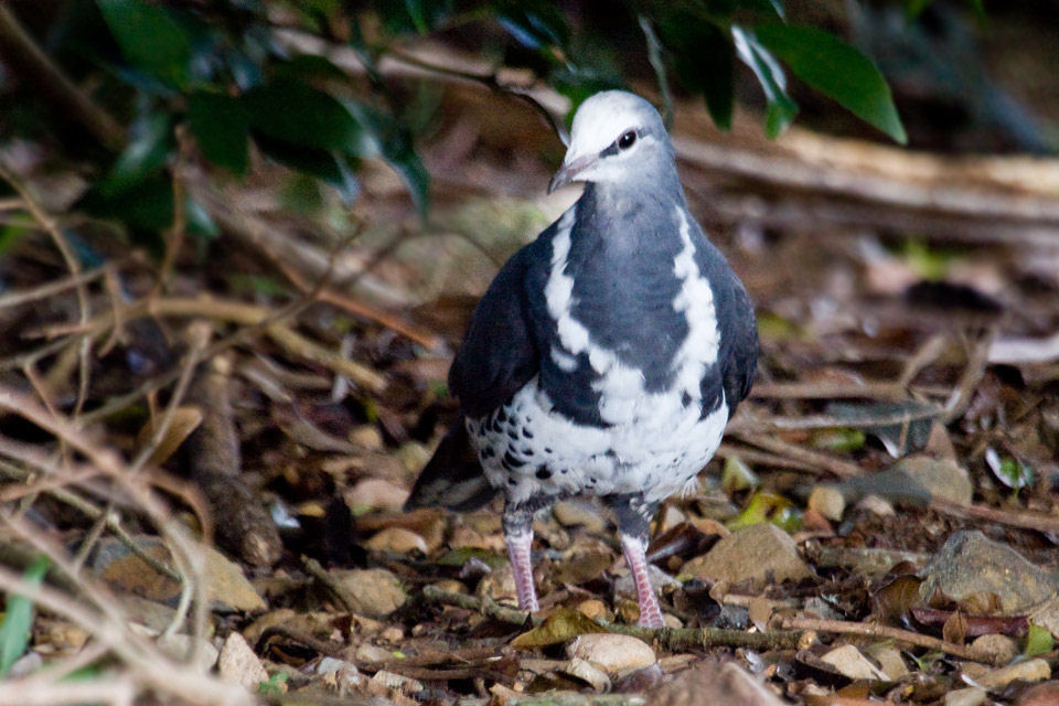 Wonga Pigeon (Leucosarcia melanoleuca)